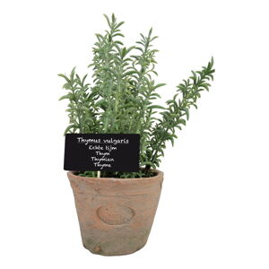 Umelá rastlina (výška  21,5 cm) Thyme – Esschert Design