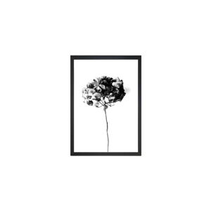 Plagát 24x29 cm Velvet Flower - Tablo Center